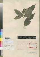 Isotype of Pavetta gillilandii Bremek. [family RUBIACEAE]