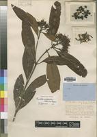 Isotype of Pavetta nitidula Welw. ex Hiern [family RUBIACEAE]