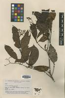 Isotype of Cordia lomataoloba I.M.Johnst. [family CORDIACEAE]