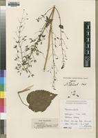 Isotype of Plectranthus candelabriformis Launert [family LAMIACEAE]