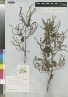 Isotype of Moschosma riparium Hochst. [family LAMIACEAE]