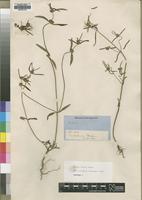 Syntype of Leucas bakeri Hiern [family LAMIACEAE]