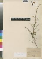 Isotype of Tinnea rehmannii Schinz [family LAMIACEAE]