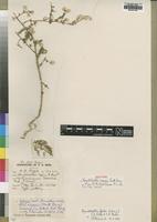 Isotype of Hermbstaedtia rogersii Burtt Davy [family AMARANTHACEAE]
