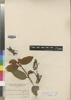 Isotype of Loranthus baumii Engl.&Gilg [family LORANTHACEAE]