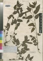 Type of Acalypha benguelensis Müll. Arg. var. adenogyne [family EUPHORBIACEAE]