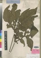 Isotype of Tacca quanzensis Welw. [family TACCACEAE]