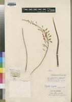 Paratype of Aloe ballii Reynolds [family ASPHODELACEAE]