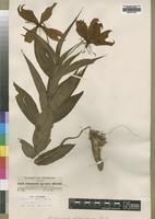 Isotype of Gloriosa speciosa (Hochst.) Engl. [family COLCHICACEAE]