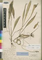 Type of Ottelia lancifolia A.Rich. var. flutans [family HYDROCHARITACEAE]