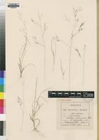 Syntype of Aristida scabrivalvis Hack. [family POACEAE]