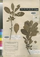 Isosyntype of Pavetta stipulipallium K.Schum. [family ASTERACEAE]