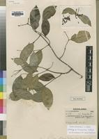 Holotype of Alafia swynnertonii S.Moore [family APOCYNACEAE]