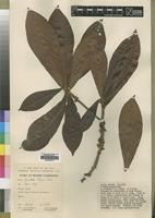 Type of Vincentella brenanii Heine [family SAPOTACEAE]