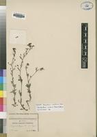 Isotype of Chaenostoma montanum Diels [family SCROPHULARIACEAE]