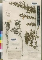 Type of Calophanes hildebrandtii S.Moore [family ACANTHACEAE]