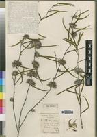 Type of Lepidagathis randii S.Moore [family ACANTHACEAE]