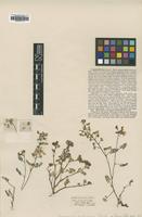 Type of Patagonium glanduliferum Rendle [family LEGUMINOSAE]