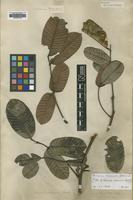Type of Robinia coccinea Aubl. [family LEGUMINOSAE]