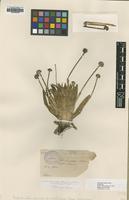 Type of Paepalanthus columbiensis Ruhland [family ERIOCAULACEAE]