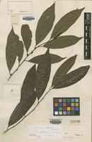 Type? of Lacistema blanchetii A. DC. [family LACISTEMATACEAE]