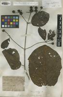 Lectotype of Mitragyna rotundifolia (Roxb.) Kuntze [family RUBIACEAE]