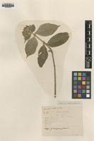 Type of Mussaenda mollis Geddes [family RUBIACEAE]