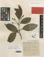 Type of Prismatomeris fragrans Geddes [family RUBIACEAE]