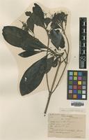Type of Pavetta fruticosa Craib [family RUBIACEAE]