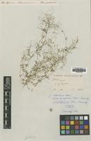Type of Galium setaceum (Boiss.) Ehrend. ssp. decaisnei [family RUBIACEAE]