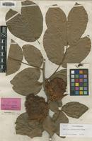 Isotype of Maniltoa browneoides Harms [family LEGUMINOSAE]