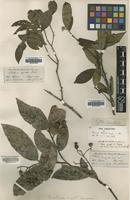 Type of Photinia arguta Lindl. [family ROSACEAE]