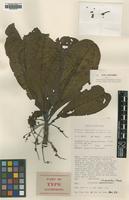 Isotype of Terminalia impediens Coode [family COMBRETACEAE]