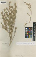 Type of Corispermum stauntonii Moq. [family CHENOPODIACEAE]