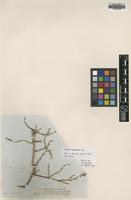 Isotype of Sevada schimperi Moq. [family CHENOPODIACEAE]