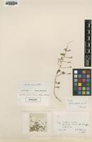 Isotype of Salsola pseudonitraria (Aellen) Rech.f. [family CHENOPODIACEAE]