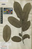 Holotype of Ambelania acida Aubl. [family APOCYNACEAE]