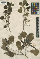 Type of Dalbergia sissoo Roxb. [family LEGUMINOSAE]