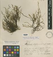 Type of Fontinalis dichelymoides Lindb. [family FONTINALACEAE]