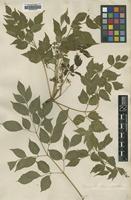 Type of Melia sempervirens Sw. [family MELIACEAE]