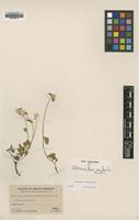 Type of Alternanthera macbridei Standl. [family AMARANTHACEAE]