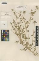 Type of Gomphrena parviceps Standl. [family AMARANTHACEAE]