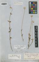 Type of Gomphrena rodantha Moq. [family AMARANTHACEAE]