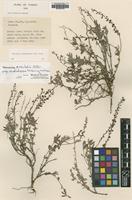 Type? of Veronica carduchorum P.H.Davis [family SCROPHULARIACEAE]
