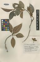 Isotype of Blakea mexiae Gleason [family MELASTOMATACEAE]