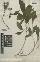 Type? of Hamelia patens Wernham var. axillaroides [family RUBIACEAE]
