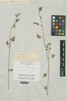 Type of Chenopodium triangulare R.Br. [family CHENOPODIACEAE]