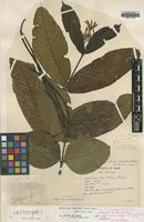 Paratype of Holarrhena antidysenterica Kerr var. macrantha [family APOCYNACEAE]