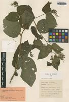 Holotype of Symphytum savvalense Kurtto [family BORAGINACEAE]