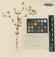 Type of Swertia pinetorum Kerr [family GENTIANACEAE]